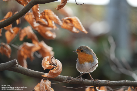Frühling - Der letzte Blick in den Herbst_modified