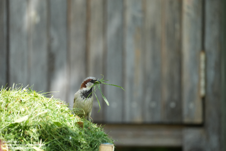 Grasschnitt - Ein Paradies beim Nestbau_modified